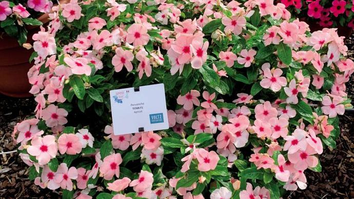Catharanthus roseus ‘Titan’ Apricot ©P.Fayolle